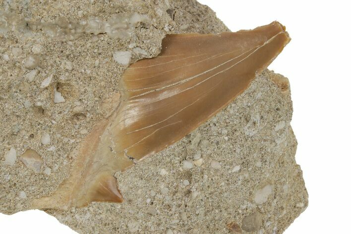Otodus Shark Tooth Fossil in Rock - Eocene #230910